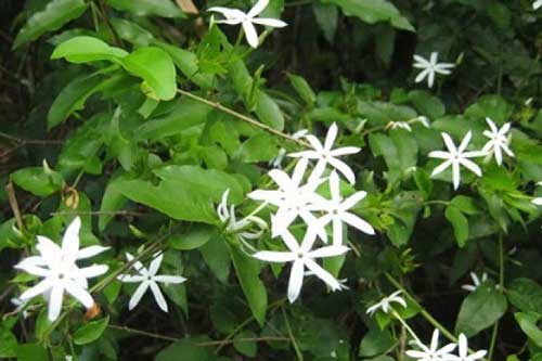 13 tác dụng của chè vằng trong trị bệnh và làm đẹp