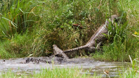Sa lầy vào lãnh địa của sát thủ đầm lầy vì mải săn linh dương.