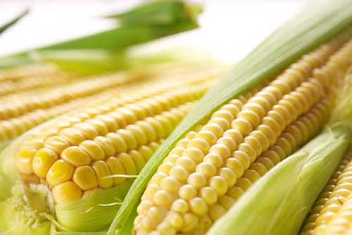 Ngô: Cực tốt và cực độc, biết mà tránh khi ăn kẻo 'rước họa vào thân'