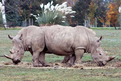 &#x1EA2;nh &#x111;&#x1EB9;p: S&#xF3;c &#x111;&#x1ECF; nho&#xE0;i ng&#x1B0;&#x1EDD;i v&#x1EDB;i qu&#x1EA3; &#xF3;c ch&#xF3;