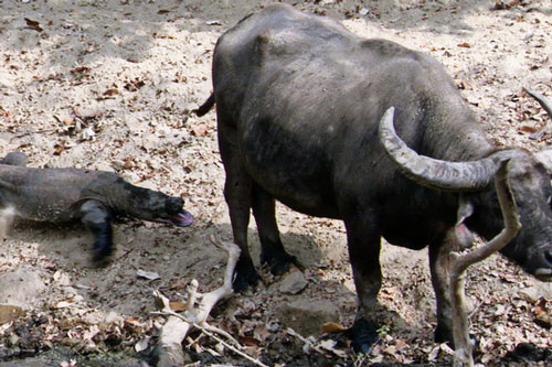 Xem cú đớp "truyền độc" hạ trâu rừng của rồng komodo