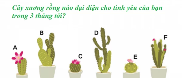 Bạn chọn cây xương rồng nào?