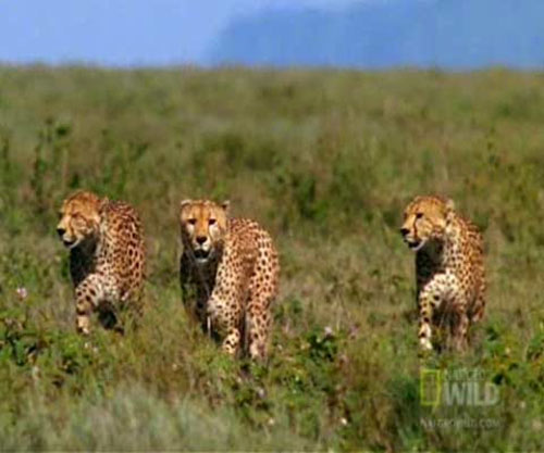 “Vua tốc độ” bày trận săn linh dương trong mưa