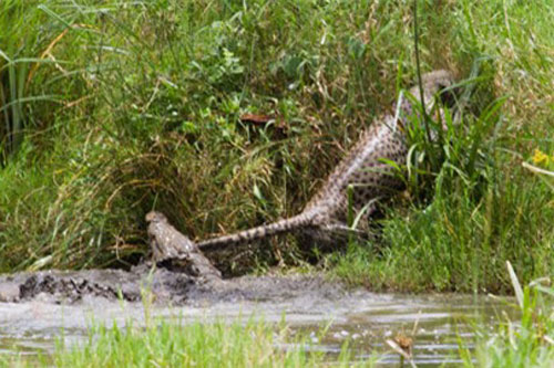 Báo hoa vùng vẫy thoát chết khỏi hàm cá sấu