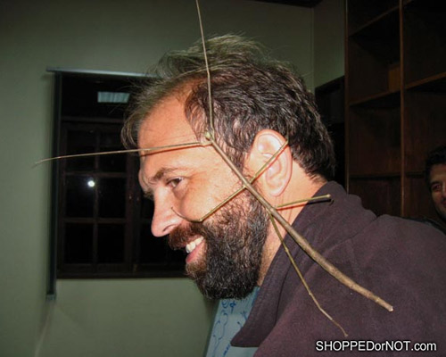 Những côn trùng khủng nhất thế giới