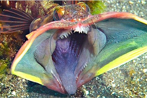 7 loài động vật có hình thù đáng sợ, nguy hiểm nhất thế giới