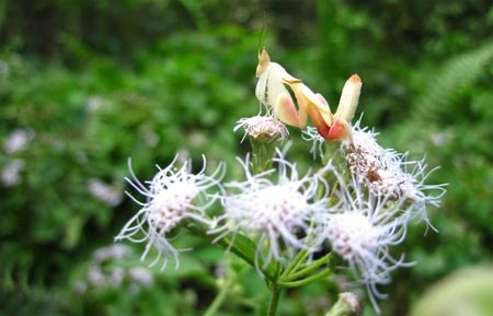 Bọ ngựa độc đáo hóa trang thành hoa để săn mồi