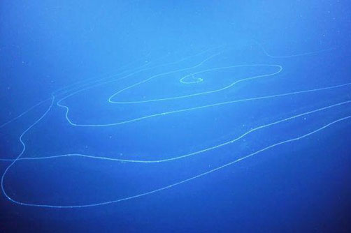 Phát hiện động vật dài nhất thế giới tại Australia