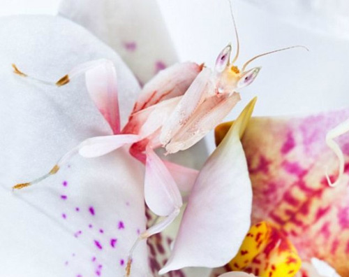 Sát thủ nhanh như chim cắt, đẹp hơn hoa