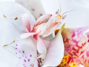Sát thủ nhanh như chim cắt, đẹp hơn hoa