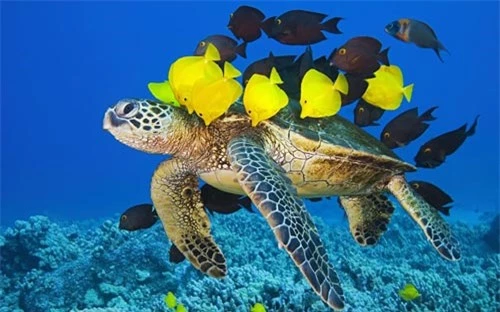 Ảnh đẹp: Cá tắm cho rùa biển - 8