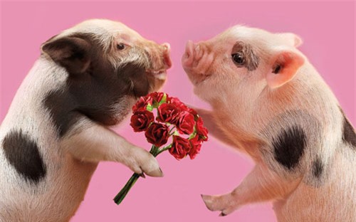 Chỉ cần nhìn vào bức ảnh này, bạn sẽ cảm thấy như được tặng một món quà tuyệt vời từ chính đất nước chúng ta! Lợn tặng hoa đích thực là một hình ảnh vô cùng độc đáo và đẹp đẽ, và nó hoàn toàn đáng để được chiêm ngưỡng.