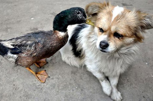 Ảnh đẹp: Vịt "thì thầm" vào tai chó