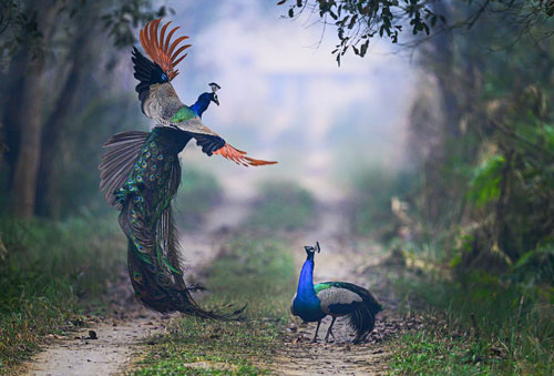 Ảnh động vật đẹp: Công đại chiến với đồng loại, kỳ đà ‘trao nụ hôn’