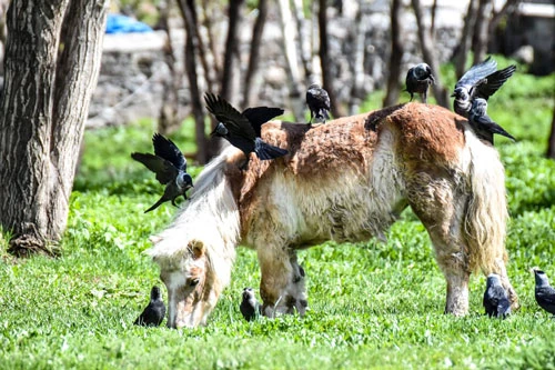 Những chú quạ tìm bọ trên người ngựa trong Công viên Mesut Yilmaz, Thổ Nhĩ Kỳ. Ảnh: Ismail Kaplan.