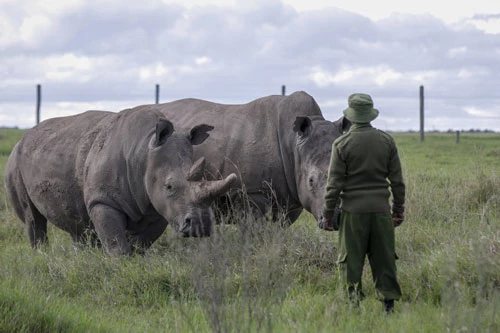 Một kiểm lâm quan sát những chú tê giác trắng phía Bắc tại khu bảo tồn Ol Pejeta ở Kenya. Ảnh: Khalil Senosi.