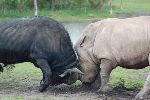 Cận cảnh những khoảnh khắc ác đấu kịch tính giữa tê giác và trâu rừng