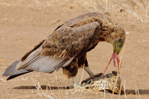 CLIP: Cận cảnh những lần ‘chúa tể bầu trời’ hạ sát rùa