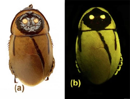 Cận cảnh vẻ kỳ ảo của những sinh vật tự phát sáng - 9