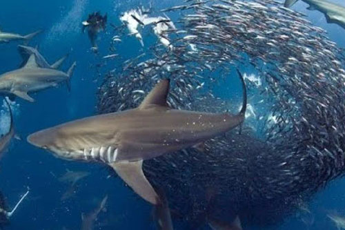 Cận cảnh ‘ngày hội ăn uống’ giữa đại dương của hải cẩu, cá mập, chim biển…