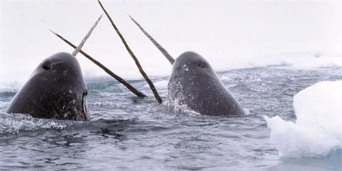Hình ảnh hiếm chưa từng nhìn thấy về cảnh săn mồi của "kỳ lân biển" Bắc Cực - 1