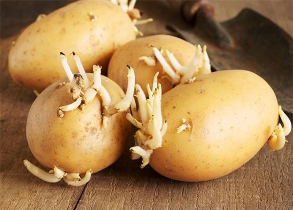 Khoai tây: Cực tốt và cực độc, biết mà tránh khi ăn kẻo 'rước họa vào thân' - ảnh 4