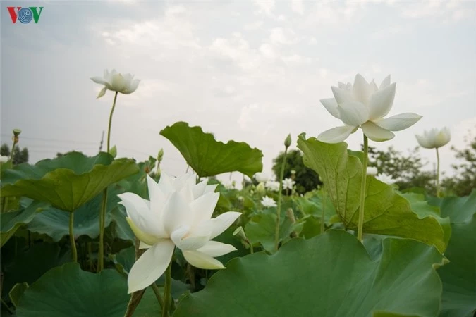 ngan ngo truoc ve dep cua dam sen trang tai ha noi hinh 13