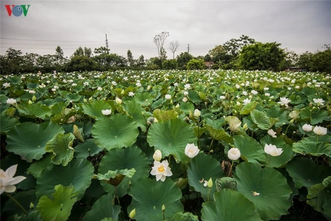 ngan ngo truoc ve dep cua dam sen trang tai ha noi hinh 3