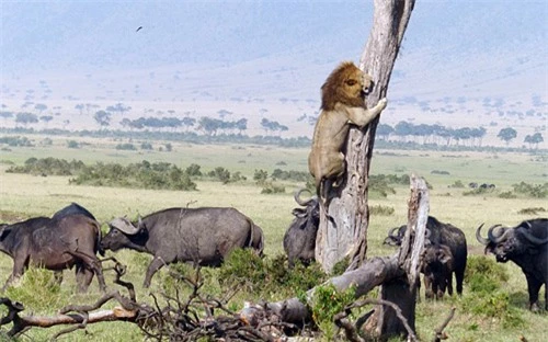 Ngược đời sư tử leo cây trốn sự săn đuổi của đàn trâu - 1