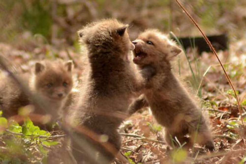 Những chú cáo hiền lành và hồn nhiên nhất Trái Đất