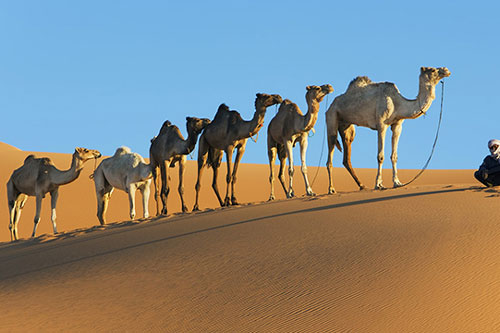 Những sự thật cực kỳ thú vị về chiếc bướu của lạc đà