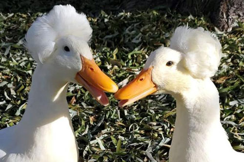 Sự thật buồn đằng sau những chú vịt 'tóc xù' gây 'sốt' cộng đồng mạng