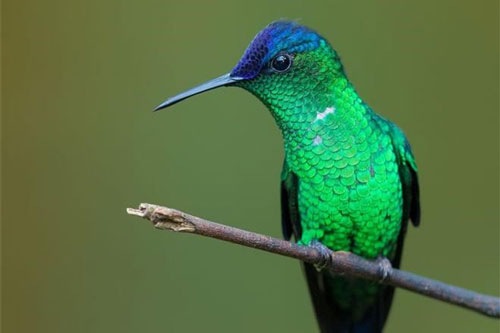 Vẻ đẹp rực rỡ của các loài chim trong rừng nhiệt đới Nam Mỹ