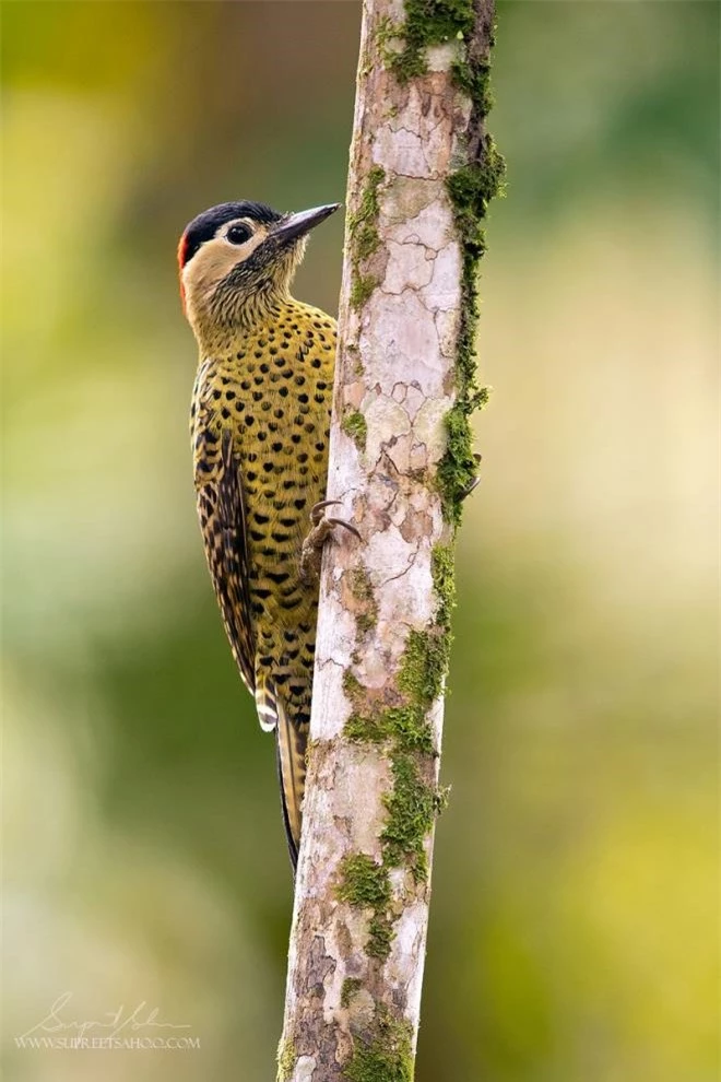 Vẻ đẹp rực rỡ của các loài chim trong rừng nhiệt đới Nam Mỹ - 10