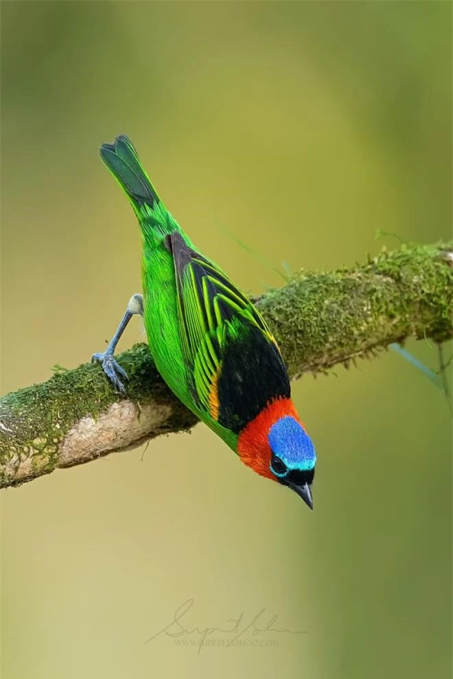 Vẻ đẹp rực rỡ của các loài chim trong rừng nhiệt đới Nam Mỹ - 11