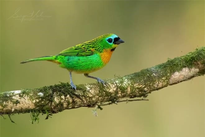 Vẻ đẹp rực rỡ của các loài chim trong rừng nhiệt đới Nam Mỹ - 12