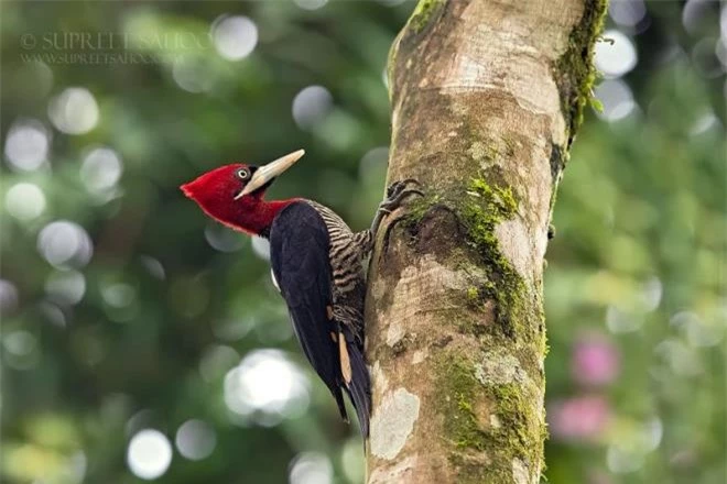 Vẻ đẹp rực rỡ của các loài chim trong rừng nhiệt đới Nam Mỹ - 13
