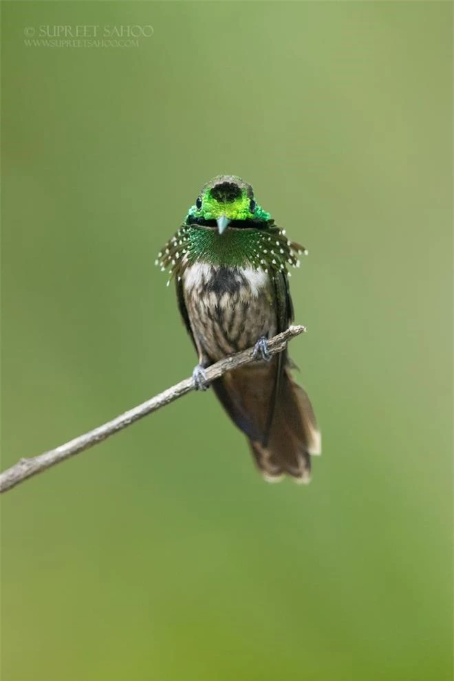 Vẻ đẹp rực rỡ của các loài chim trong rừng nhiệt đới Nam Mỹ - 3
