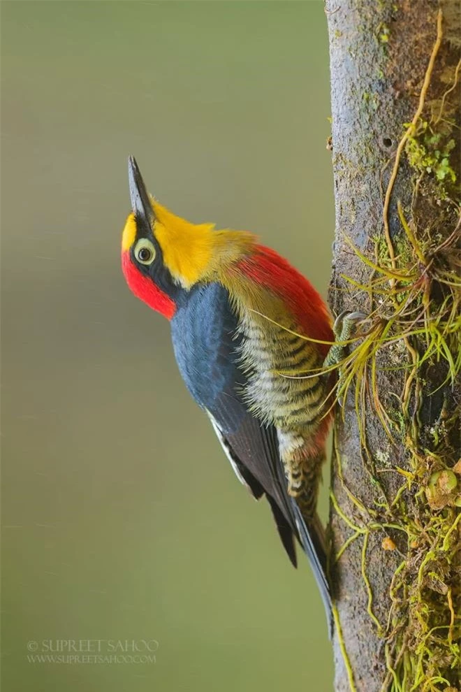 Vẻ đẹp rực rỡ của các loài chim trong rừng nhiệt đới Nam Mỹ - 4