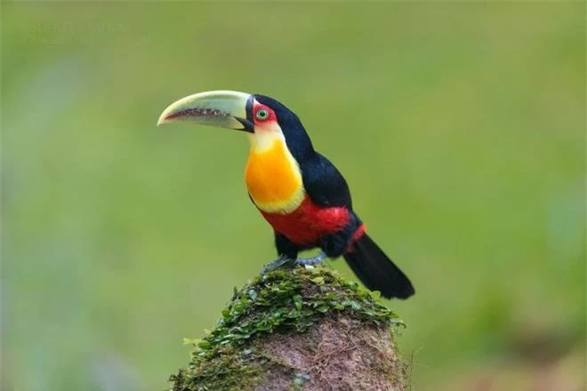 Vẻ đẹp rực rỡ của các loài chim trong rừng nhiệt đới Nam Mỹ - 5