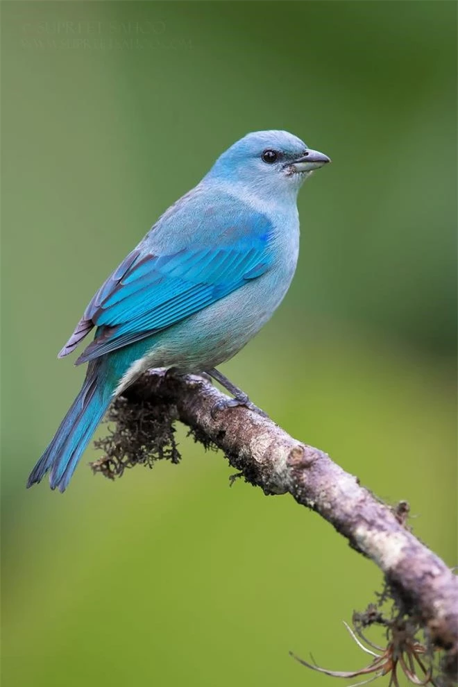 Vẻ đẹp rực rỡ của các loài chim trong rừng nhiệt đới Nam Mỹ - 6
