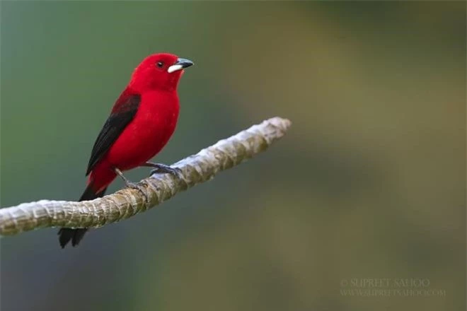 Vẻ đẹp rực rỡ của các loài chim trong rừng nhiệt đới Nam Mỹ - 9