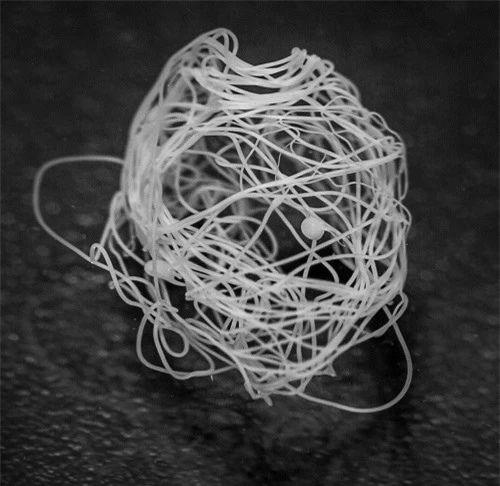 Vi khuẩn biến đổi gien có thể tạo ra loại tơ nhện siêu bền cho việc chế tạo trang phục không gian - 2