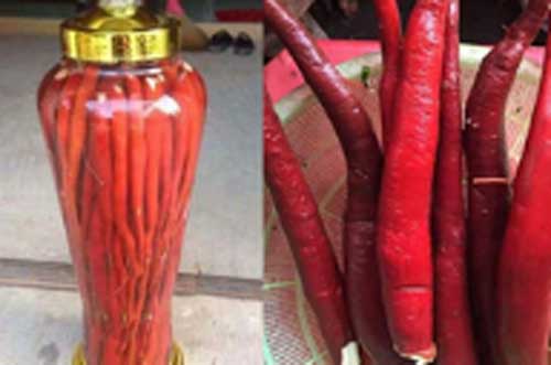 Sâm cau là gì? Tác dụng của sâm cau và ai không nên dùng