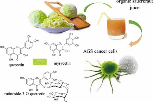 Bắp cải: 'Thần dược' của người nghèo