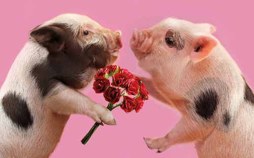 Lợn hoa: Những chú lợn hoa ngộ nghĩnh đáng yêu sẽ mang đến nụ cười và sự vui vẻ cho Khách hàng nhà Hàng. Hãy xem họ với những chiếc hoa xinh xắn để đón chào một ngày mới tràn đầy năng lượng.
