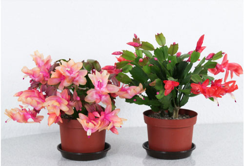 CLIP: Hướng dẫn ghép hoa càng cua vào cây xương rồng đơn giản, hiệu quả