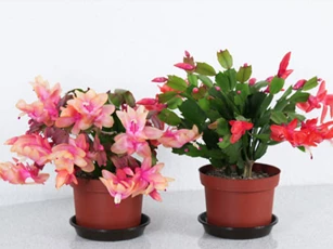 CLIP: Hướng dẫn ghép hoa càng cua vào cây xương rồng đơn giản, hiệu quả