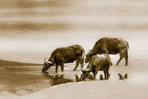 Tìm "thần may mắn" của 12 con giáp vào giữa cuối năm 2020