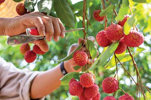 Vải nhiều dinh dưỡng là thế nhưng nếu thuộc 1 trong 7 đối tượng sau, bạn hãy tránh xa càng sớm càng tốt